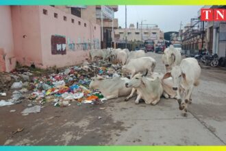 नगर परिषद प्रशासन की लापरवाही के चलते कस्बे में बेखौफ दौड़ते हैं आवारा पशु