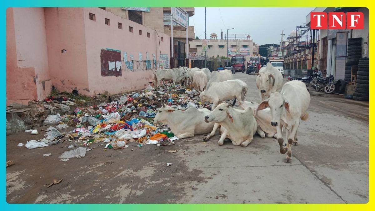 नगर परिषद प्रशासन की लापरवाही के चलते कस्बे में बेखौफ दौड़ते हैं आवारा पशु