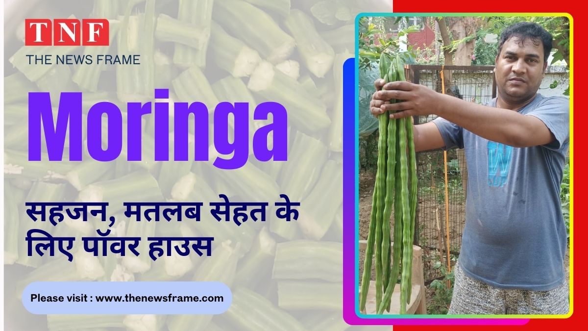 Moringa: सहजन, मतलब सेहत के लिए पॉवर हाउस 112 THE NEWS FRAME