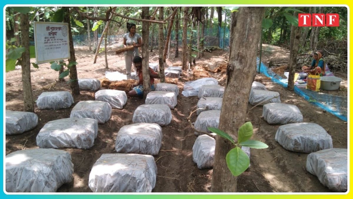 🚜 महिला किसान बेला महतो ने शुरू की उन्नत मशरूम खेती, पेडी स्ट्रॉयड तकनीक से खेती में रचा नया कीर्तिमान 114 THE NEWS FRAME