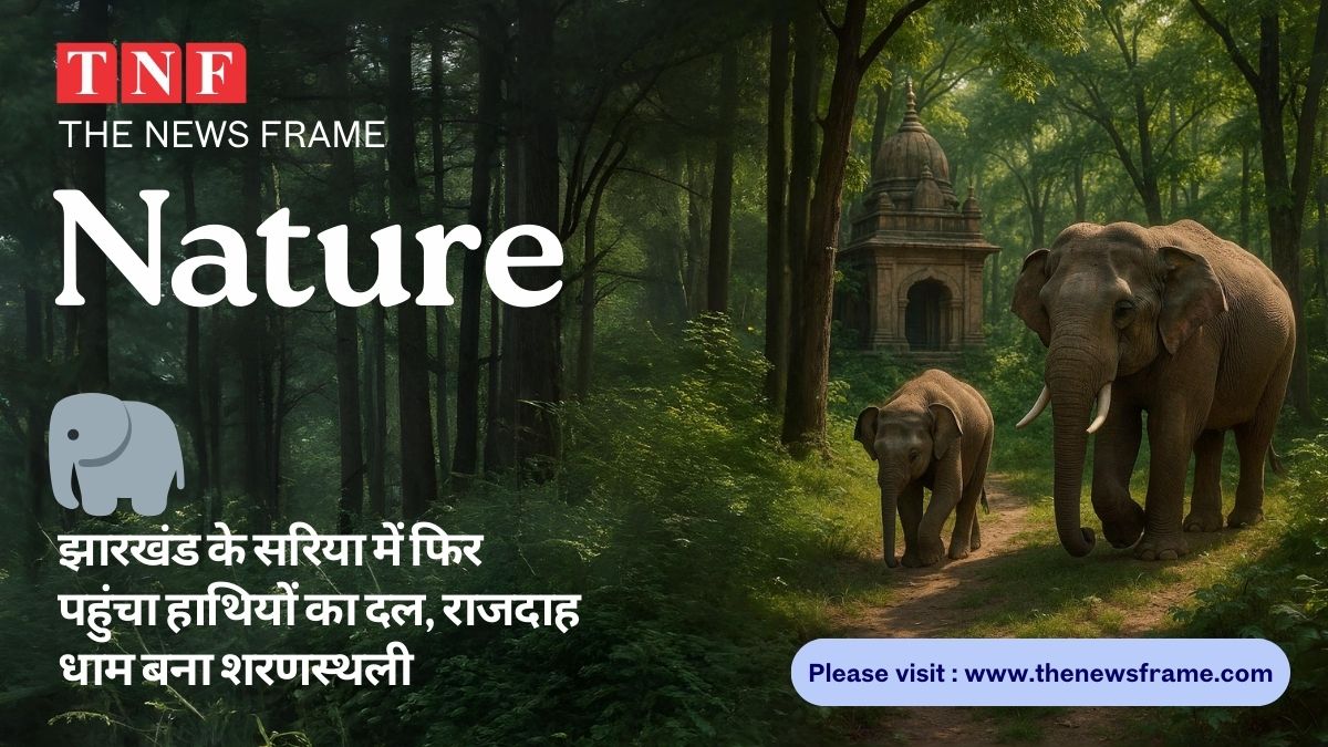 🐘 Elephants reached Jharkhand's Sariya again: झारखंड के सरिया में फिर पहुंचा हाथियों का दल, राजदाह धाम बना शरणस्थली 113 THE NEWS FRAME