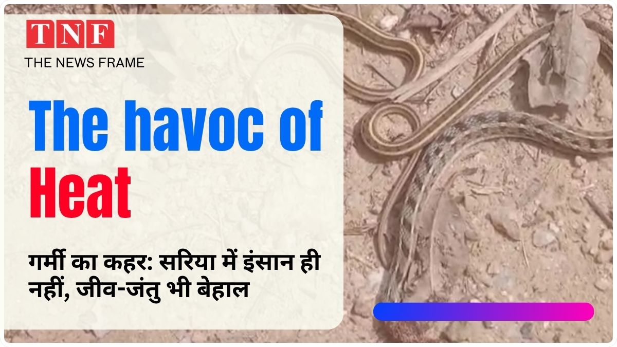 गर्मी का कहर: सरिया में इंसान ही नहीं, जीव-जंतु भी बेहाल 113 THE NEWS FRAME