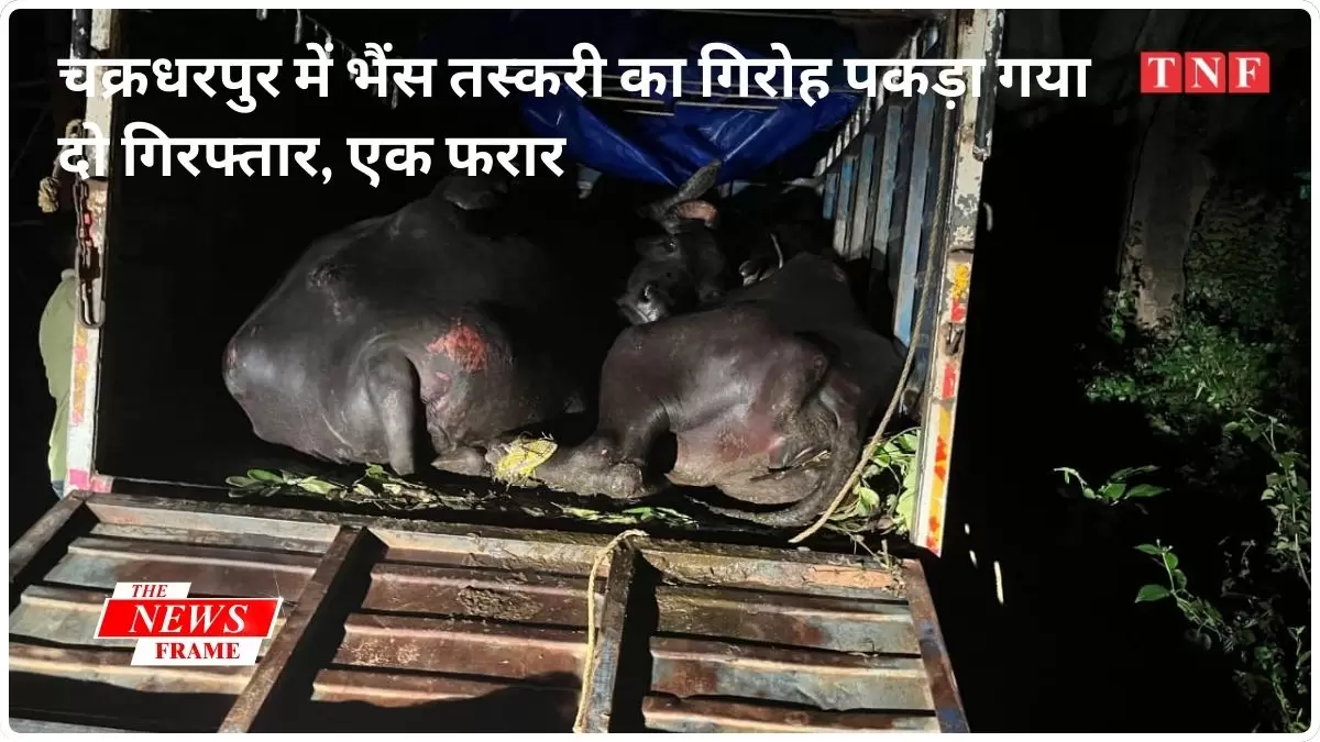 चक्रधरपुर में भैंस तस्करी का गिरोह पकड़ा गया; दो गिरफ्तार, एक फरार